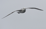 Southern Fulmar