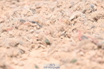 240621A-130905-03263