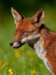 big ears