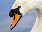 Mute Swan