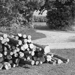 2129 - Log Pile