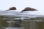 River Otters sleeping on ice, Yellowstone National Park, Wyoming