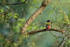 Painted Bunting perched, Finca Rosa Blanca, Costa Rica