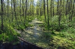 Biebrza area, Poland