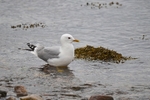 Common Gull