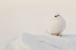 Ptarmigan in winter plumage, Svalbard, Norway