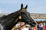 260725-Race 3-Royal Champion-0577
