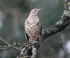 Mistle Thrush