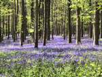 Bluebell woods - Warwickshire
