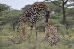 Mother and baby, N'Dutu