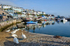 Swans at Brixham Harbour