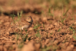 Calandra Lark portfolio