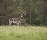 Muntjac Deer