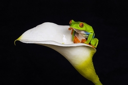 Red Eyed Tree Frog on Lily