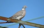 Woodpigeon