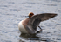 Wigeon