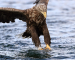 Sea Eagle grabs fish, close view - Flatanger, Norway