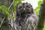 Adult after a bath