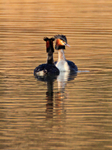 Pair of Great Crested Grebes displaying at Hatch Pond
