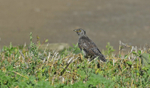 Juvenile Cuckoo