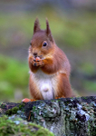 Red squirrel