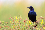 Boat-tailed Grackle (male), Harns Marsh, Florida