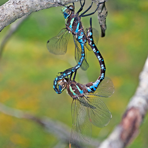 A mating pair of Lance-tipped Darners.