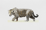 Onça_Pintada III / Jaguar III