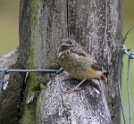 Redstart