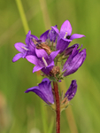 Clustered Bellflower, side view, Seven Barrows, Berkshire