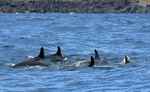 A group of false killer whales