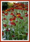 Helenium 'Moerheim Beauty' 2