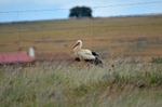 White Stork