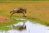 _M7B0083 Amboseli