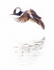Hooded Merganser