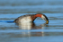 Red-necked Grebe diving, Farmoor Reservoir