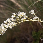 Thick-leaved saxifrage (Saxifraga callosa) Terminillo,, Lazio, Italy Italy June 2021