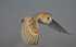Barn owl