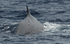 Rorqual commun
