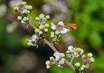 Small Skipper