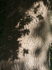 Bark and shadow, King George V Playing field, Exeter