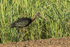 Glossy Ibis