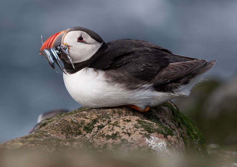 Puffin - Farne Islands