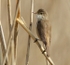 Reed Warbler