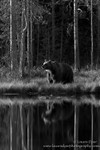 Brown bear reflection in monotone