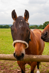 Chestnut horse_7922