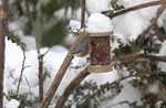 Nuthatch