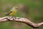 Citril Finch (ringed) perched, Port del Comte, Spain