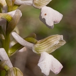 Green Winged orchid  (Anacamptis morio var alba) syn Orchis morio var alba)