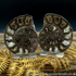 Cut & Polished Whitby Ammonite 051